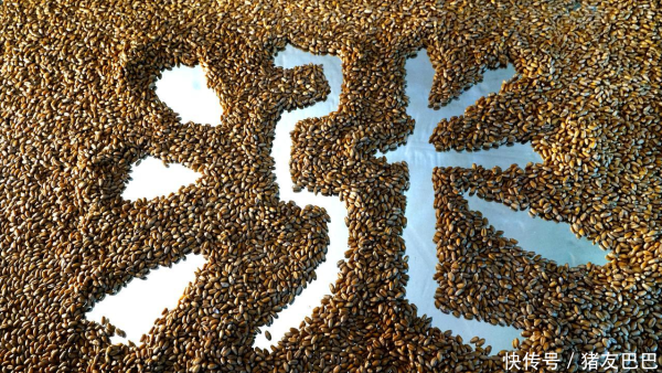 配资网 涨势不止，小麦上涨“如火如荼”！附：11月1日小麦价格